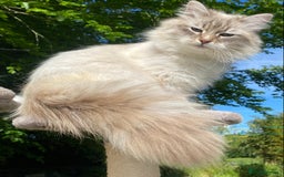 Siberian cats for sale: x5 Adorable Pure Siberian Kittens to re-home😻 - Image 29