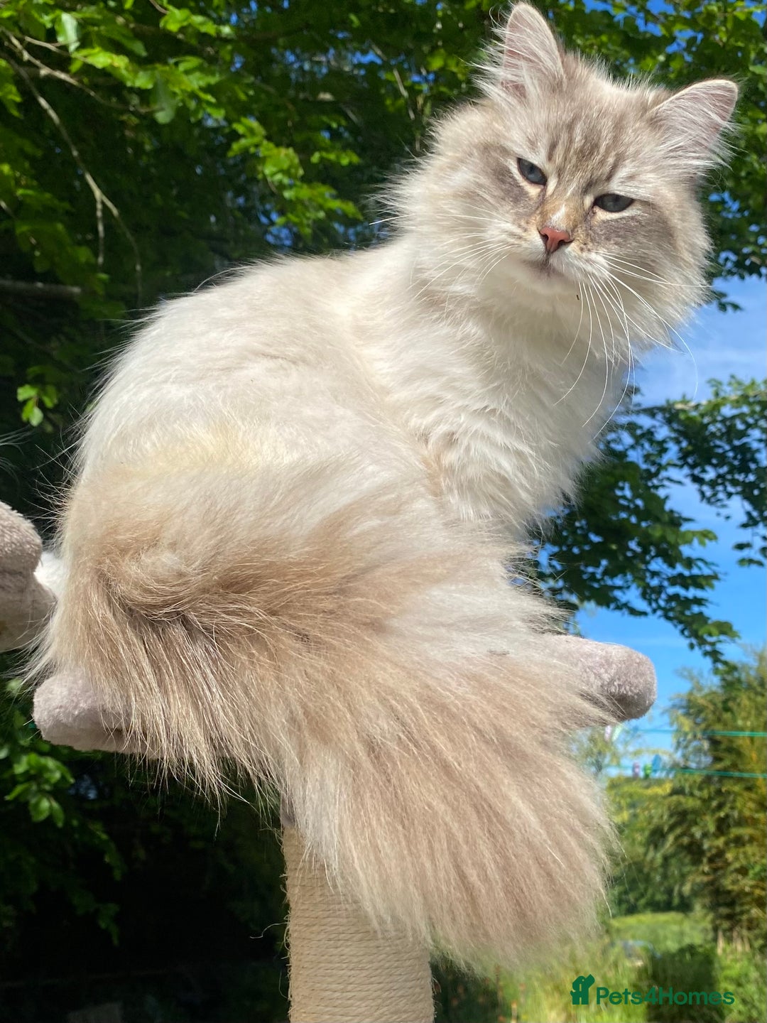 Siberian cats for sale: x5 Adorable Pure Siberian Kittens to re-home😻 - Image 29