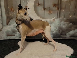 Whippet dogs Whippet puppy - Advert 1