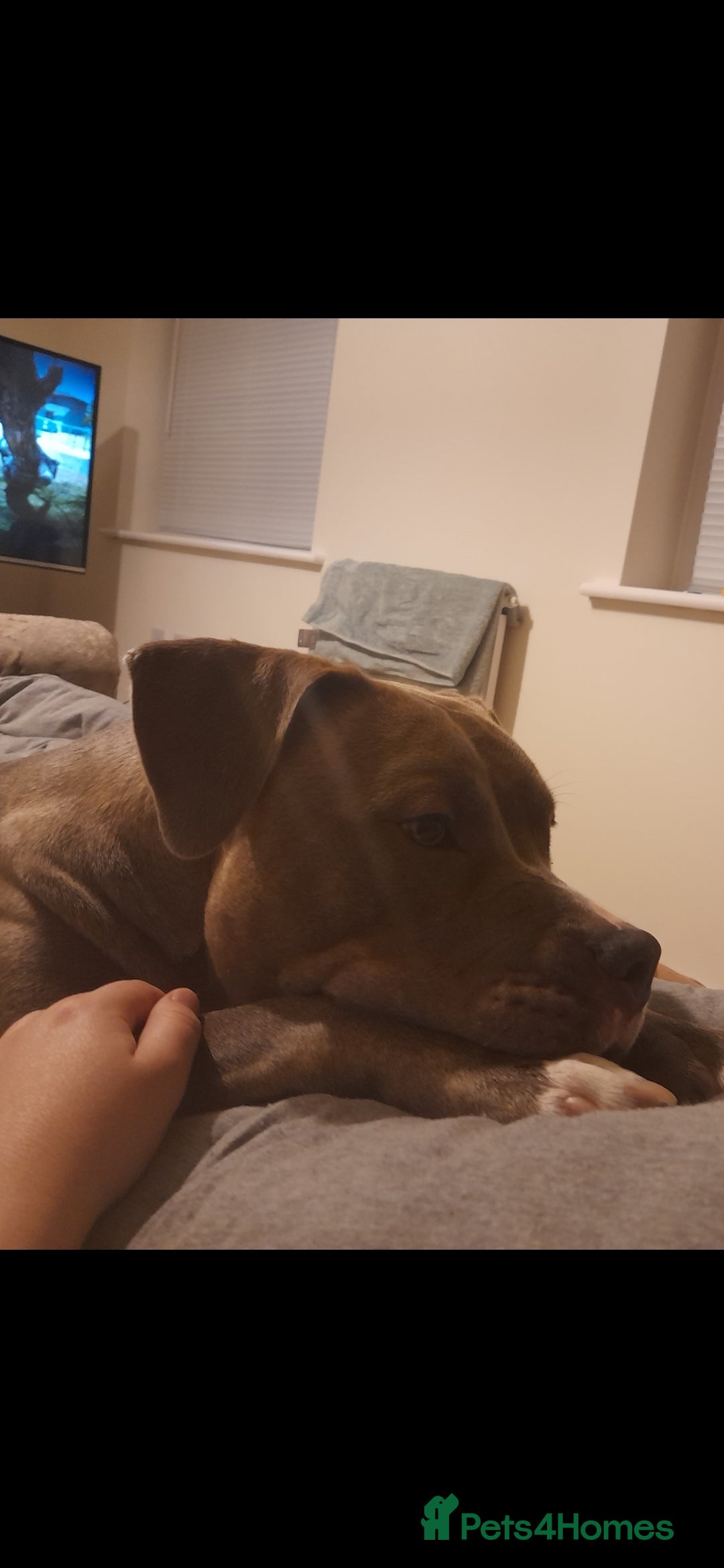 Mixed Breed dogs for sale: Coco / Mrs pop - Image 1