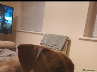 Mixed Breed dogs - Advert 25