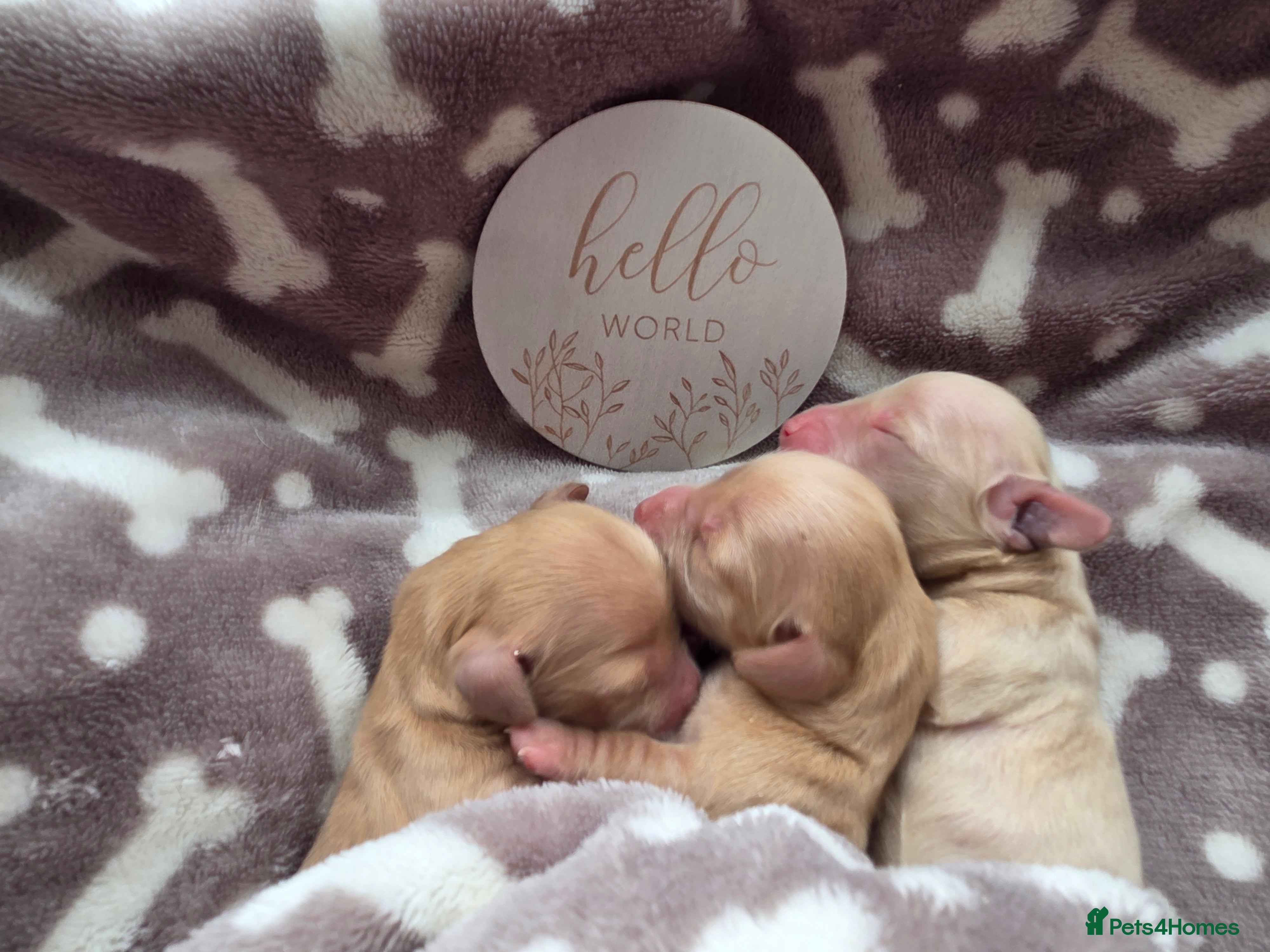 Miniature Dachshund dogs Cream long haired dachshunds  - Advert 7