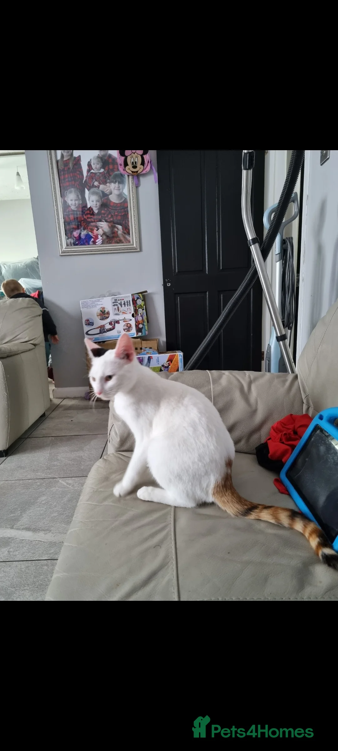 Mixed Breed cats for sale: Gorgeous kittens in Walsall - Advert 7