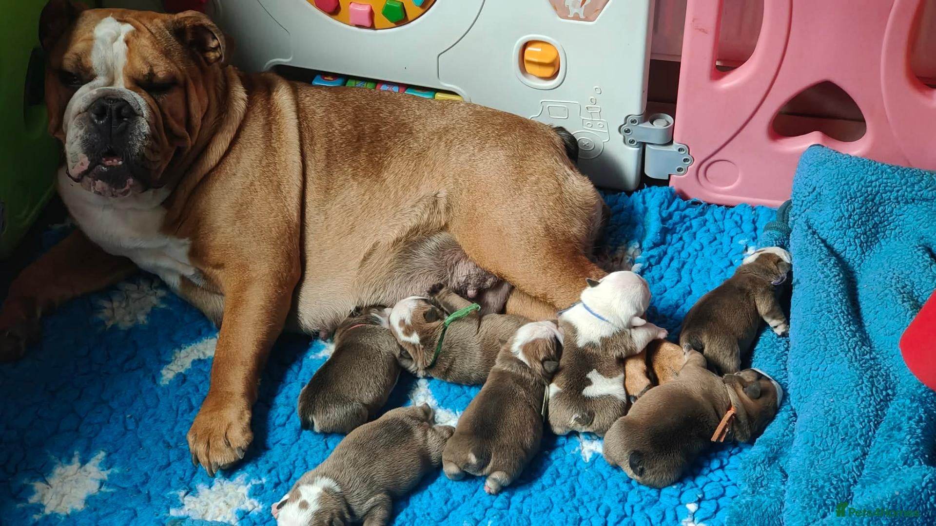 English Bulldog dogs KC registered  English Bulldog Puppies. - Advert 11
