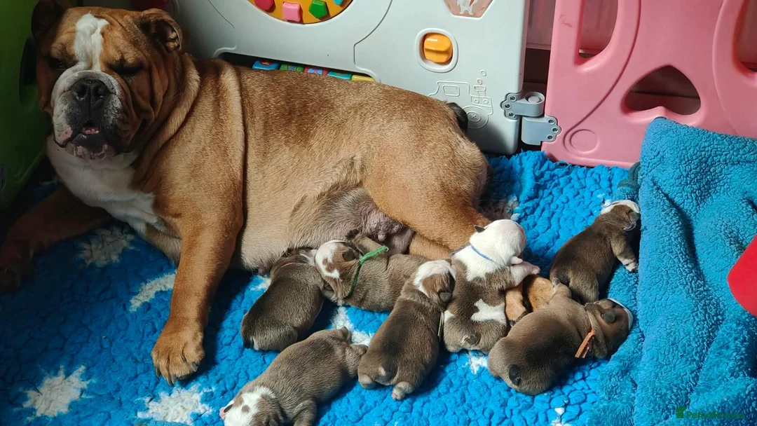 English Bulldog dogs for sale: KC registered  English Bulldog Puppies. - Advert 1