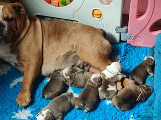 English Bulldog dogs KC registered English Bulldog Puppies. - Advert 1