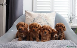 Cavapoochon dogs for sale: Beautiful Cavapoochons looking for forever homes - Image 1