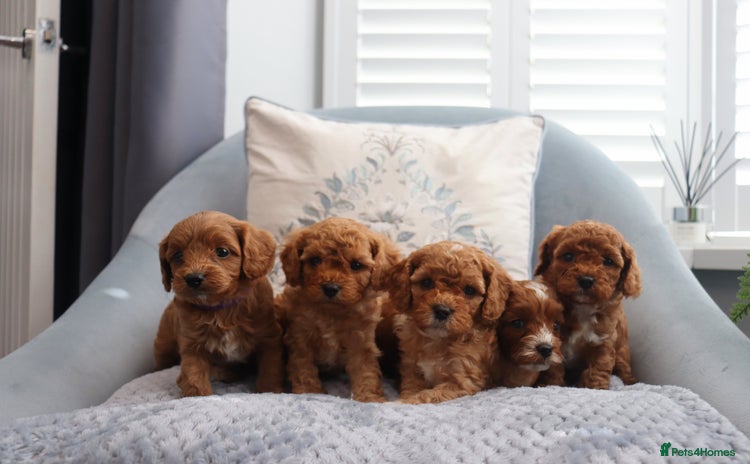 Cavapoochon dogs - Advert 1