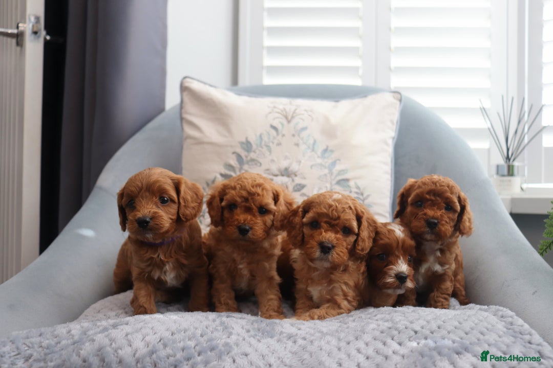 Cavapoochon dogs for sale: Beautiful Cavapoochons looking for forever homes - Image 1
