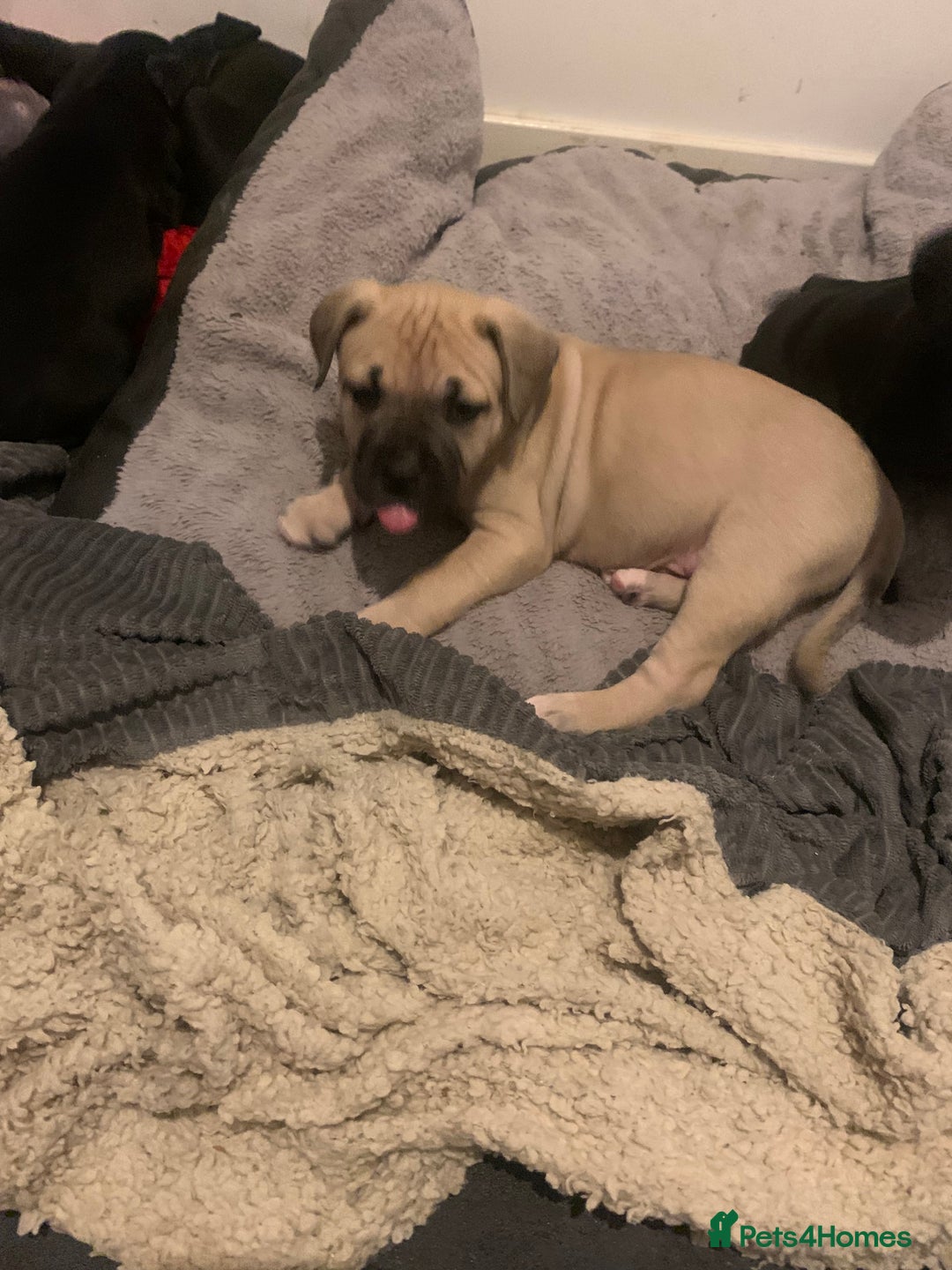 Mixed Breed dogs for sale: Miss Leanne smith - Advert 7