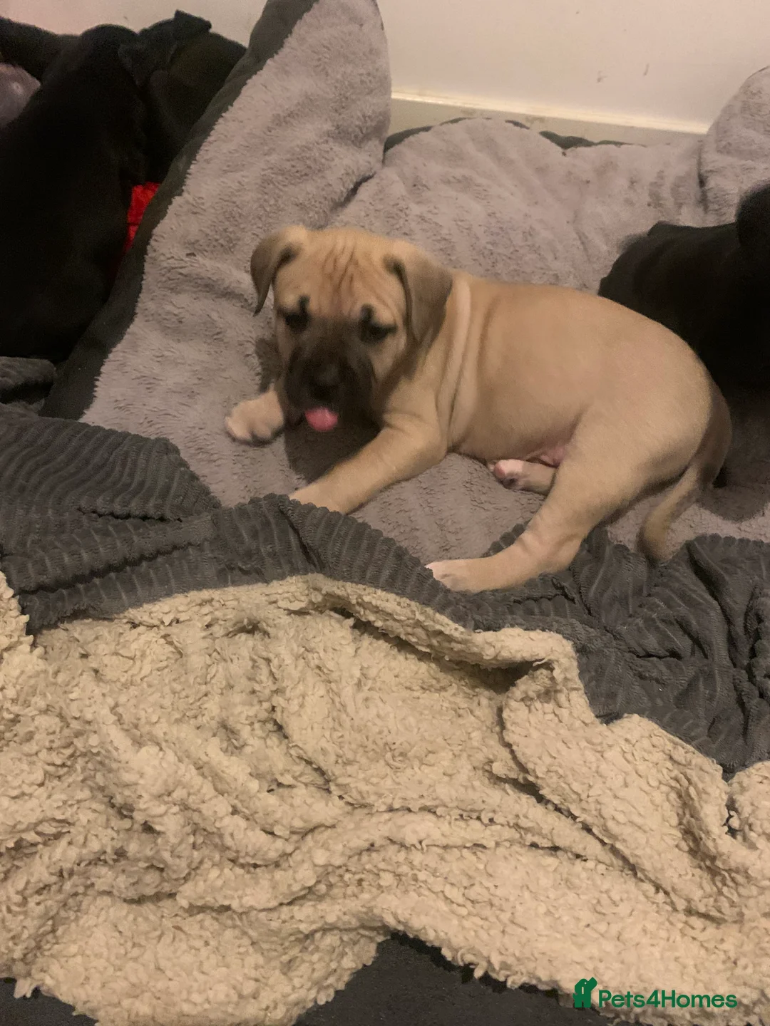 Mixed Breed dogs for sale: Miss Leanne smith - Advert 7