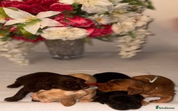 Cocker Spaniel dogs for sale: 🐶🐾beautiful show cocker spaniel puppy’s 🐶🐾 - Image 5