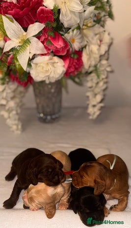 Cocker Spaniel dogs - Advert 1