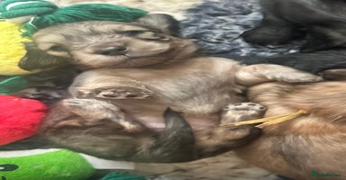 Miniature Dachshund dogs - Advert 5