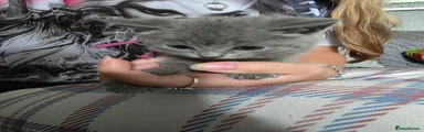 British Shorthair 3