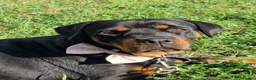 Rottweiler dogs for sale: Four Beautiful Chunky Rottweiler Puppies! - Advert 7