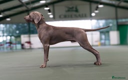 Weimaraner dogs for stud: Proven Stunning kc registered weimaraner for stud  in West Bromwich - Image 1