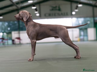 Weimaraner dogs in West Bromwich - Advert 2