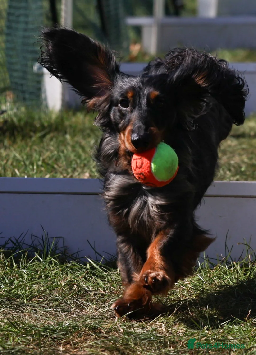 Miniature Dachshund dogs for stud: Silver dapple miniature longhaired dachshund stud - Advert 1