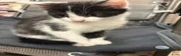 Mixed Breed cats for sale: Kittens  - Advert 22