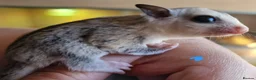 Sugar Glider rodents for sale: Baby sugar gliders  - Advert 10