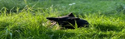German Shepherd dogs for stud: Brenda 🇩🇪 in Leeds - Advert 8