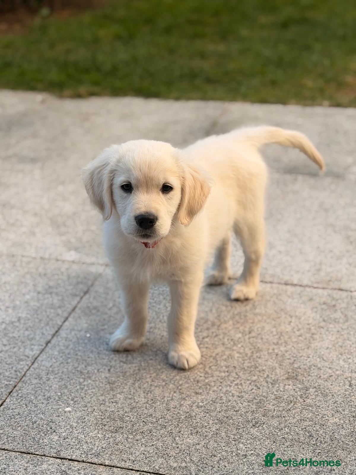 Golden Retriever dogs Exceptional KC Golden Retriever Pups - Advert 9