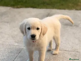 Golden Retriever dogs Exceptional KC Golden Retriever Pups - Advert 6