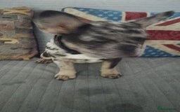 French Bulldog dogs for sale: French bulldog  - Image 7