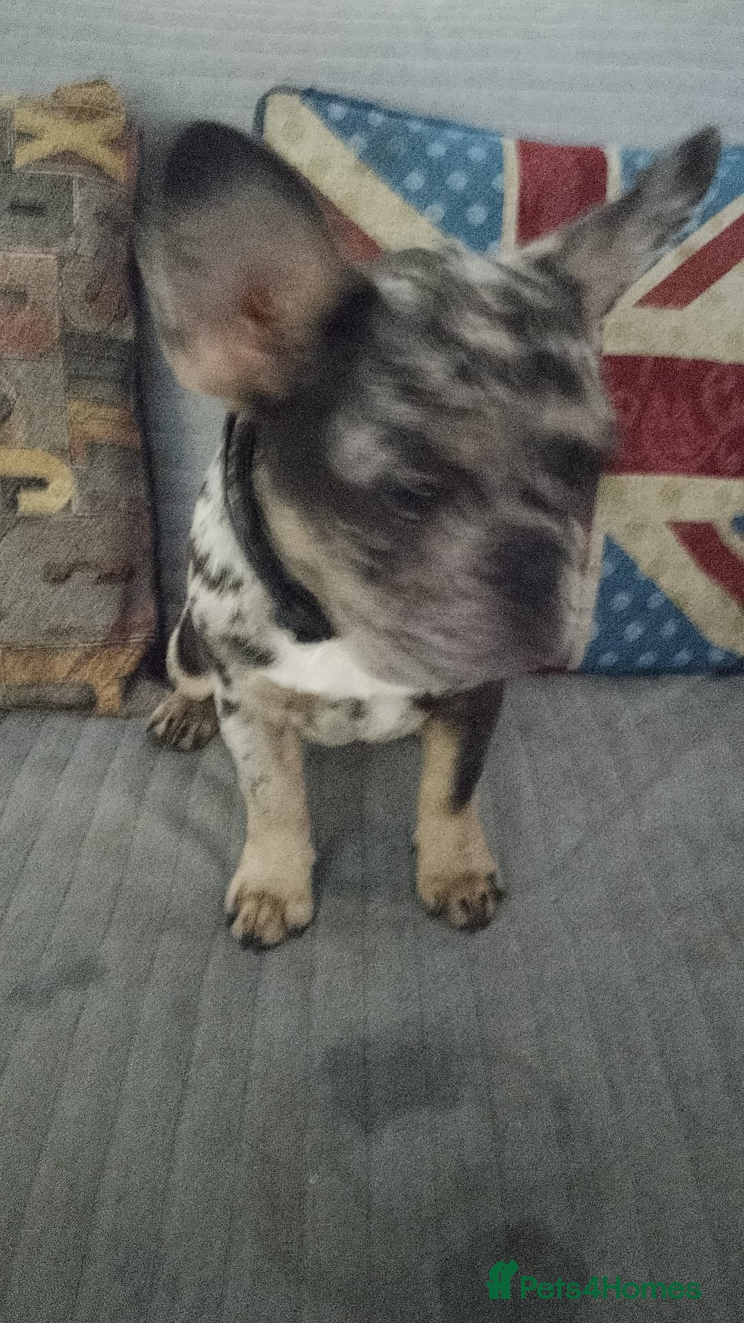 French Bulldog dogs for sale: French bulldog  - Image 7