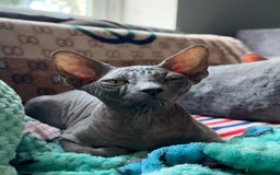 Sphynx cats for sale: Beautiful Sphynx Kittens Available  - Image 1