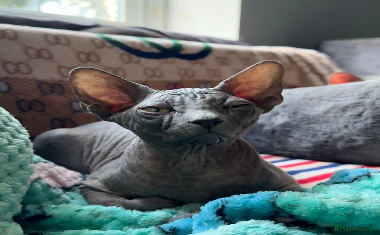 Sphynx cats - Advert 14