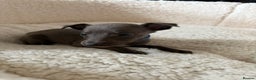 Whippet dogs for sale: KC registered BLUE whippet puppies 100% show type  - Advert 7