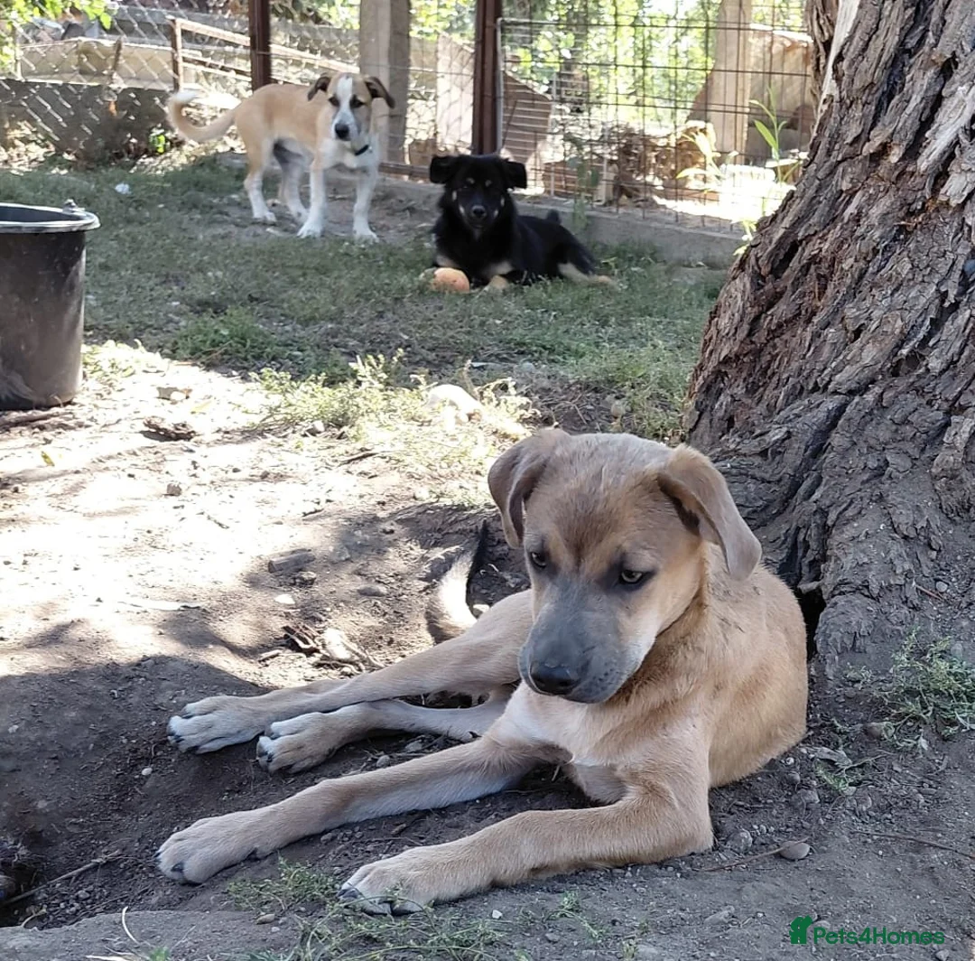 Mixed Breed dogs for adoption: 💛DIEGO💛 - a handsome puppy boy for a Loving Home - Advert 2
