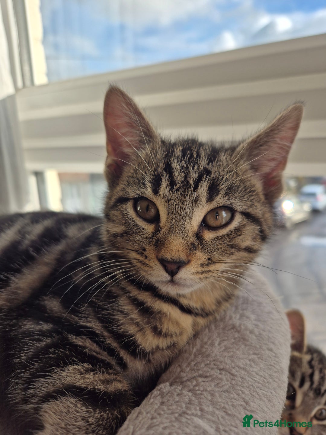 Mixed Breed cats for sale: 5 lovely affectionate kitten looking for home - Advert 1