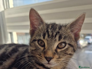 Mixed Breed cats 5 lovely affectionate kitten looking for home - Advert 1