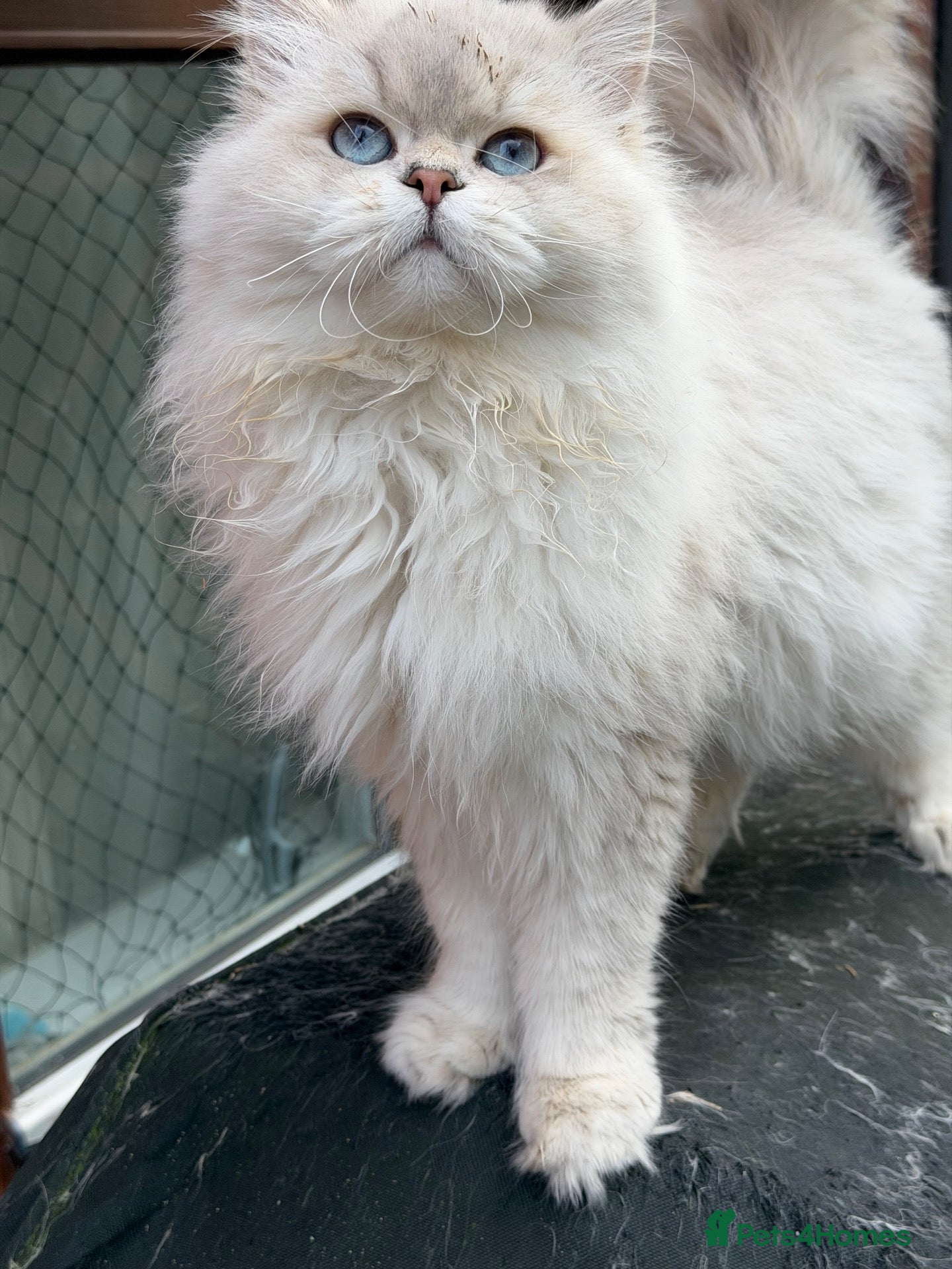 Scottish Fold cats for stud: Stunning Scottish Straight Longhair Golden Point  - Advert 4