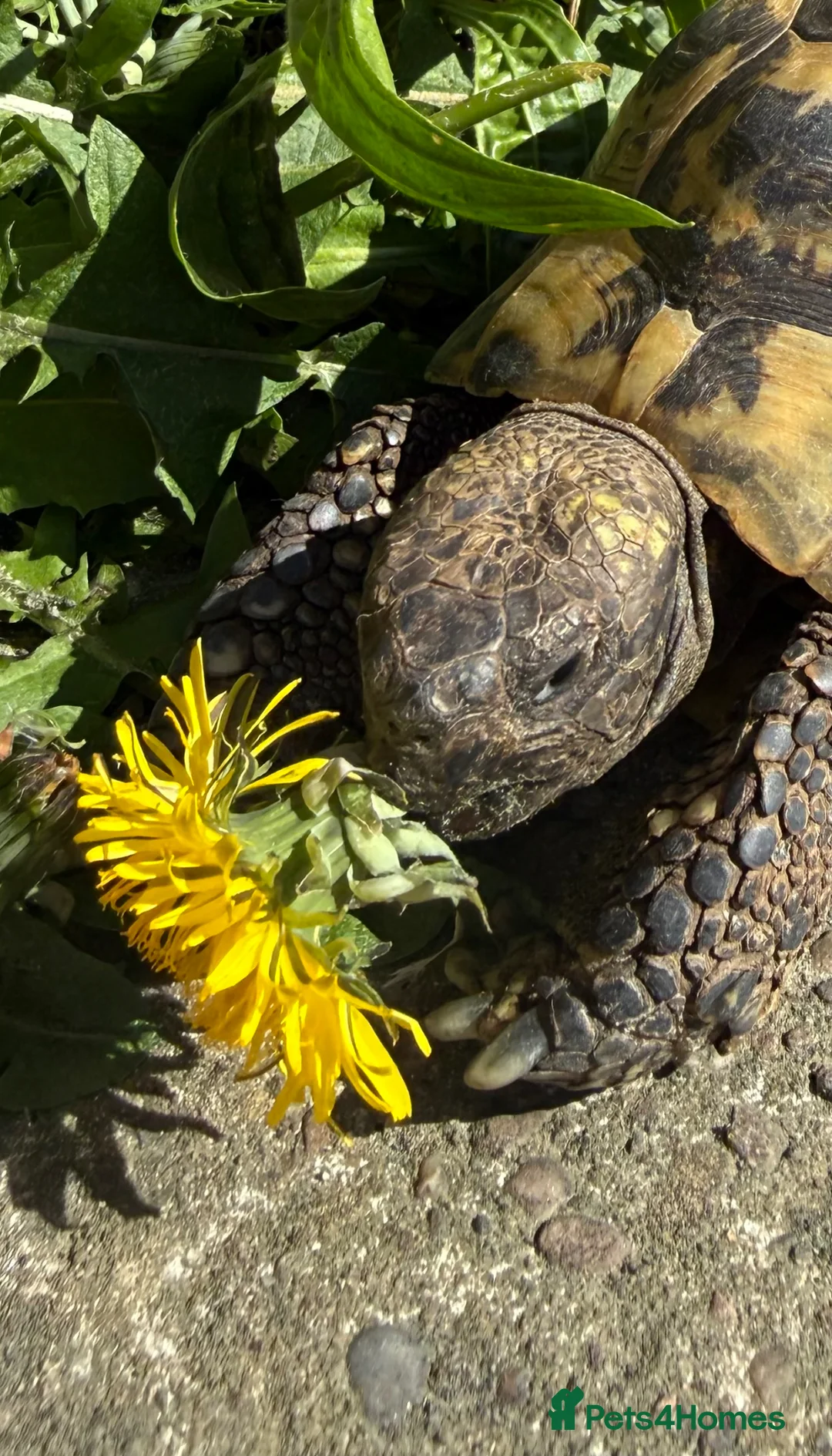 Tortoise reptiles for sale: Herman’s 20years old - Advert 2