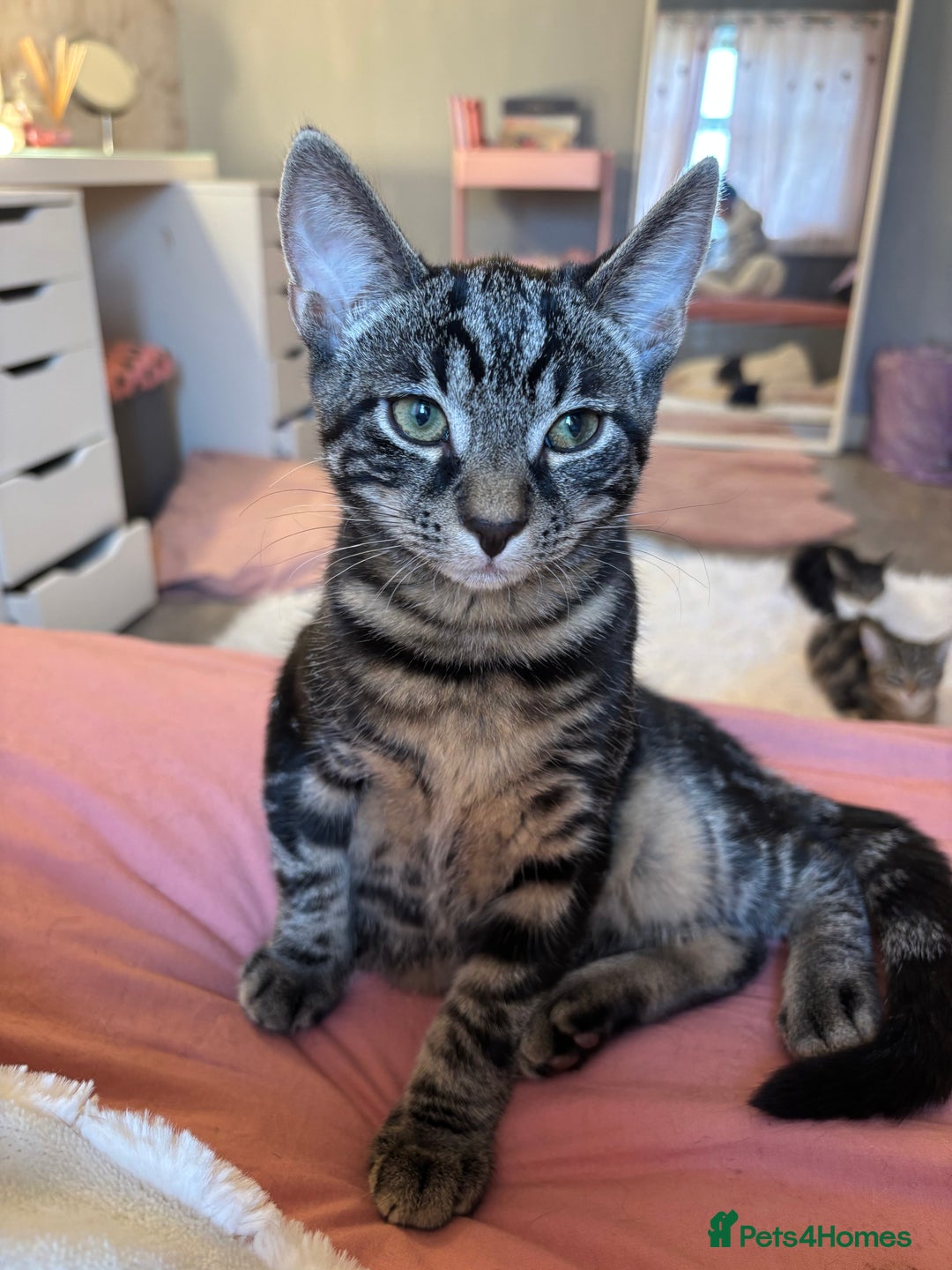 Mixed Breed cats for sale: Two brothers ready to go as a pair - Image 4