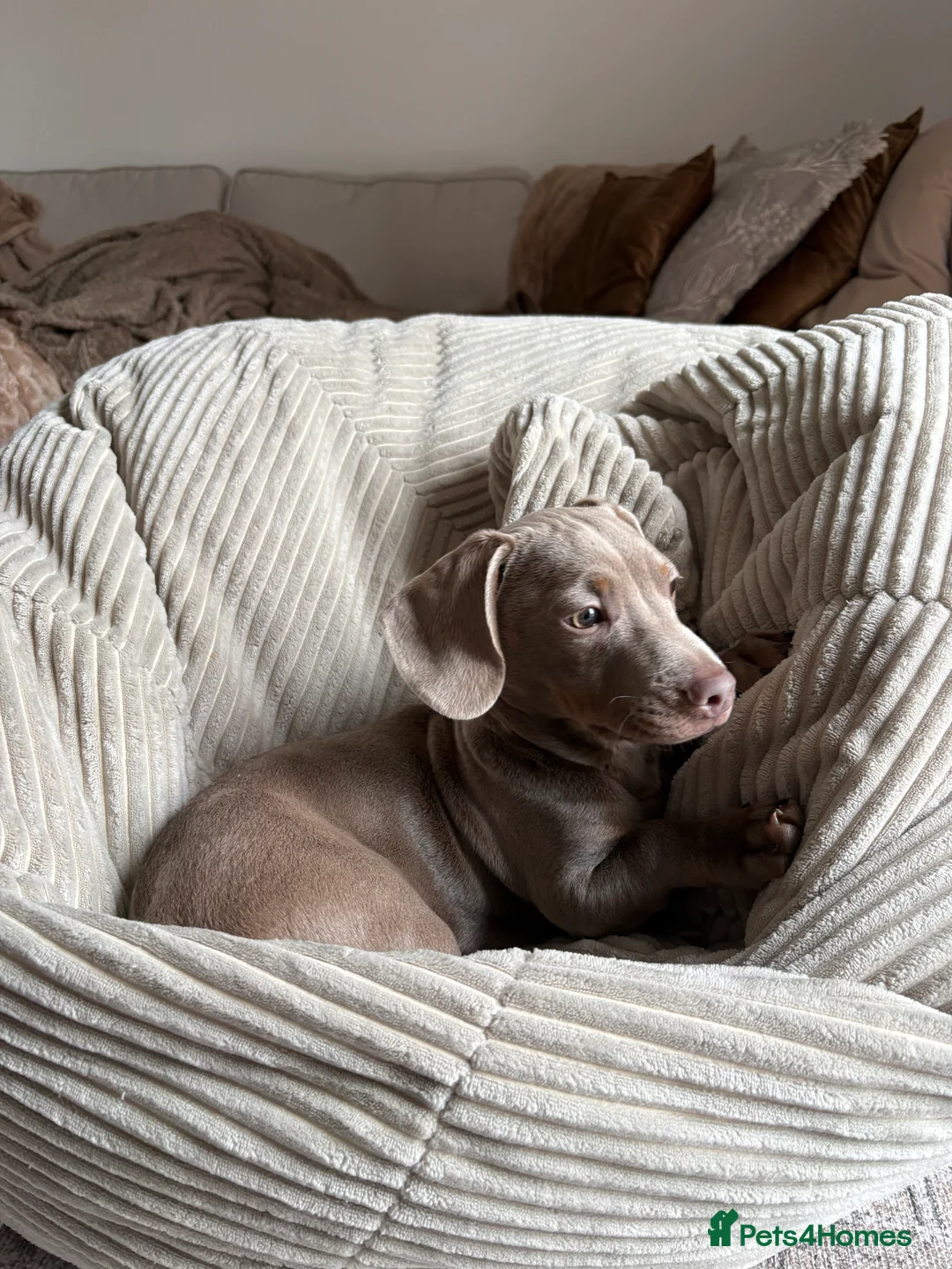 Miniature Dachshund dogs for sale: Miniature Dachshund Male (Blue/Tan) - Advert 9