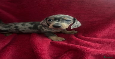 Miniature Dachshund dogs miniature dachshund puppies - Advert 5