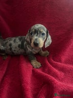 Miniature Dachshund dogs miniature dachshund puppies - Advert 5