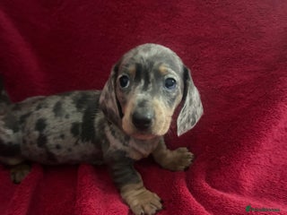 Miniature Dachshund dogs miniature dachshund puppies - Advert 11
