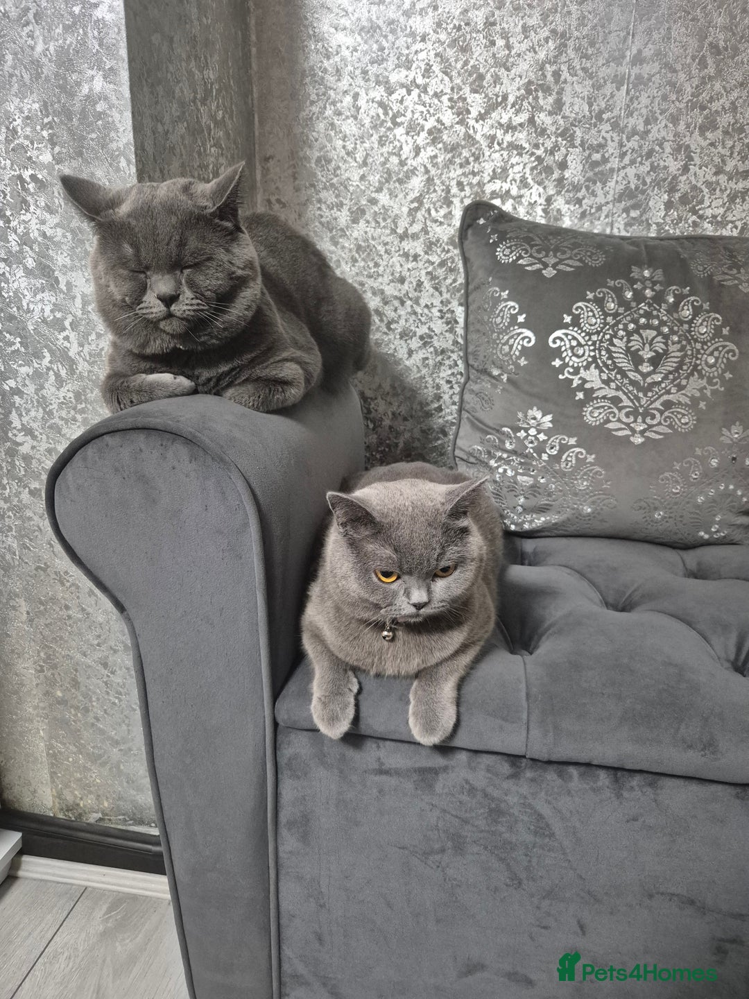 British Shorthair cats for sale: 1 cute British short hair blue kitten for sale  - Image 8