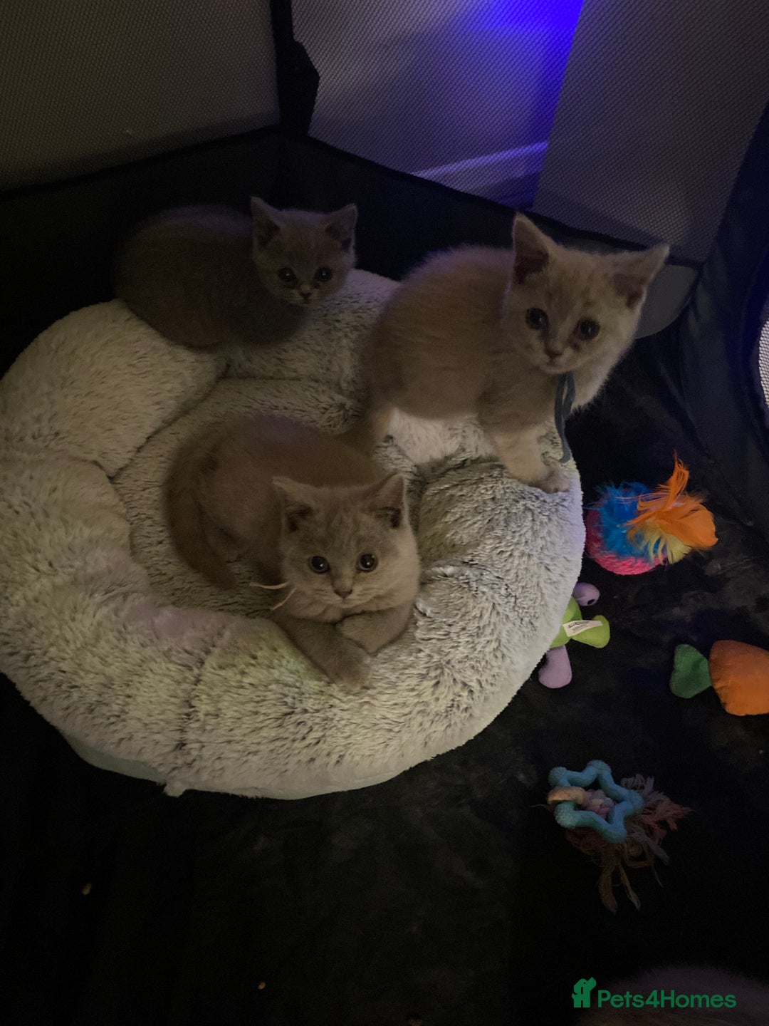 British Shorthair cats for sale: British shorthair kittens  - Image 4