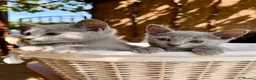 Russian Blue cats for sale: 🐾Champion Line TICA Russian Blue Kittens 🐾 - Advert 10