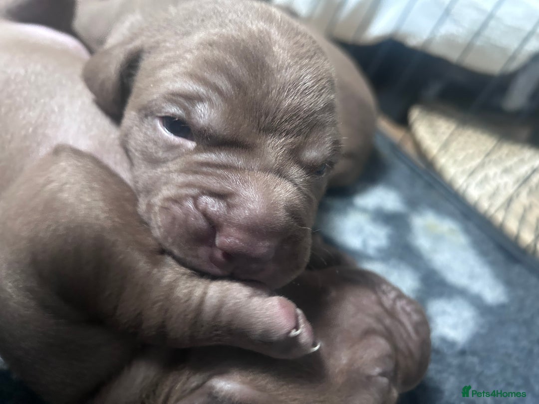 Mixed Breed dogs for sale: Weimaraner Mix Puppies - Image 1