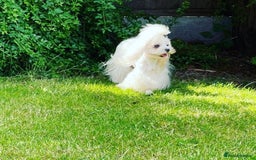 Maltipoo dogs for sale: Teeny tiny multipoos babies 🧸 - Advert 9