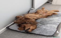 Dachshund dogs for stud: KC registered standard long haired dachshund  - Image 9
