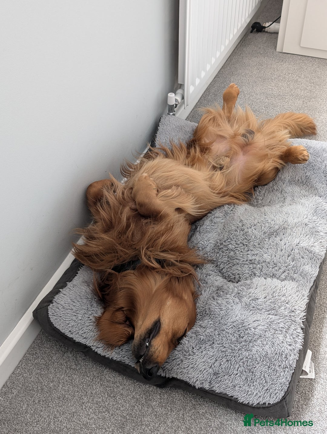 Dachshund dogs for stud: KC registered standard long haired dachshund  - Image 9